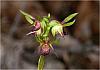 Corunastylis ciliatum - Fringed Midge Orchid.jpg